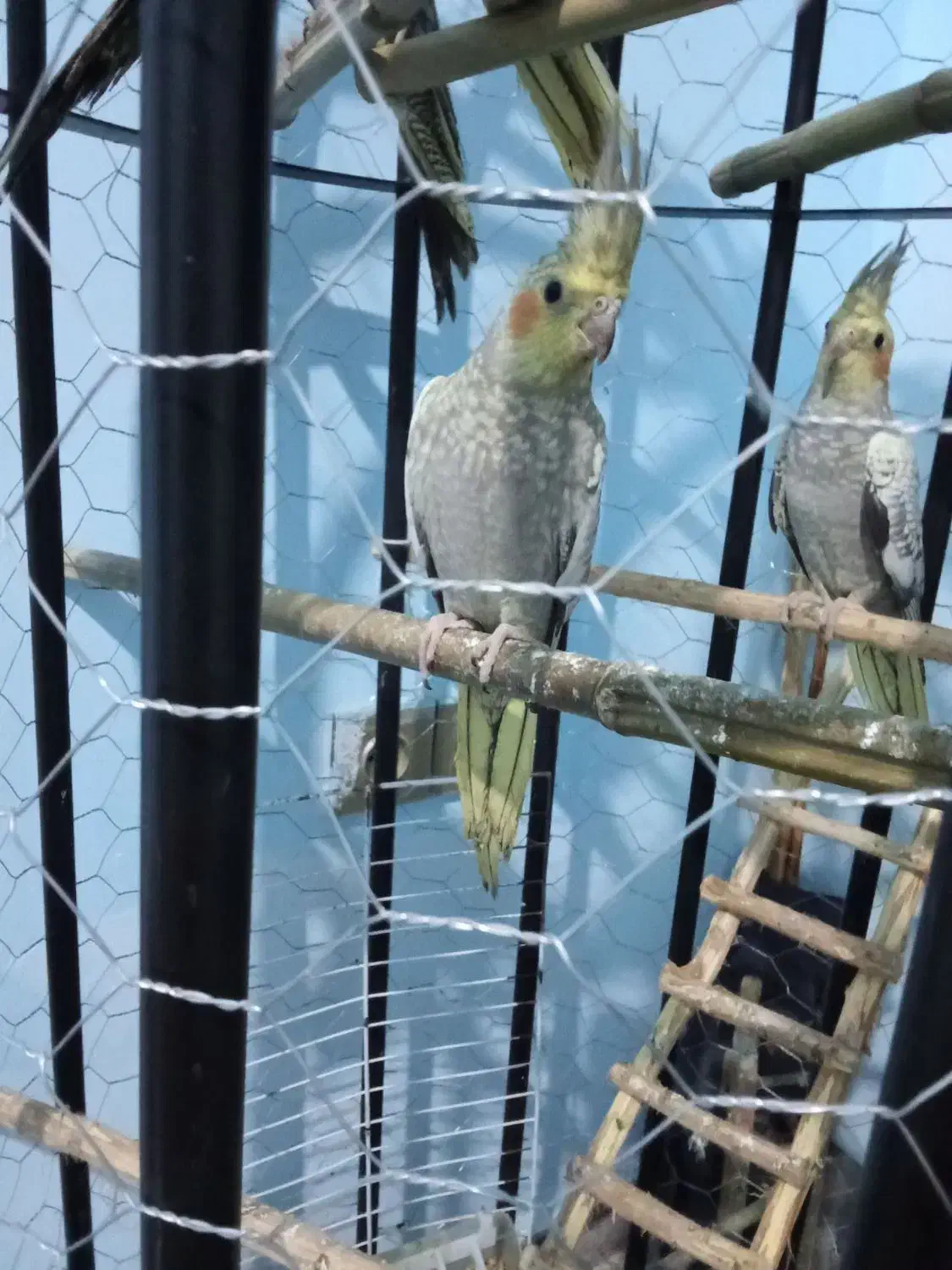 عروس هلندی|پرنده|رشت, نخودچر|دیوار