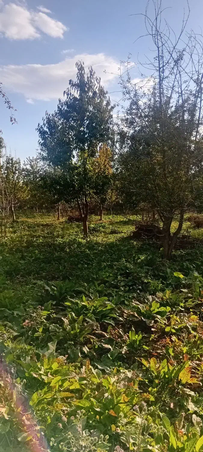 باغ گیلاس تک دانه نزدیک خوی|فروش زمین و ملک کلنگی|فیرورق, |دیوار