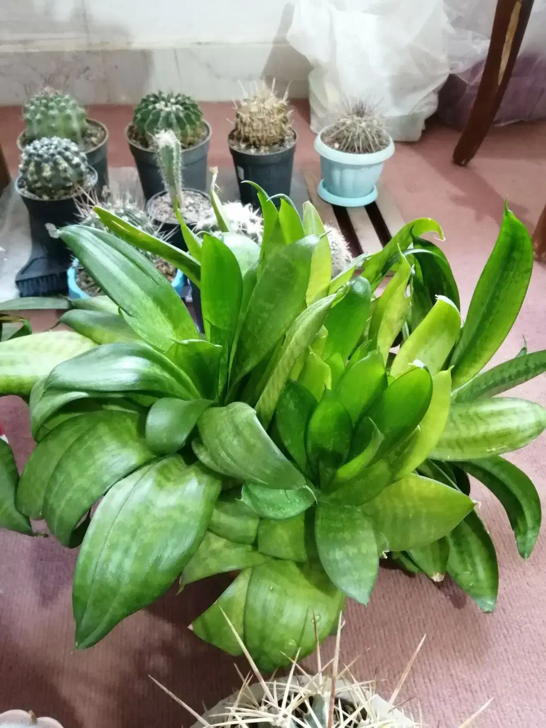 انواع و اقسام گل و کاکتوس و سانسوریا پُر|گل و گیاه طبیعی|بروجرد, |دیوار