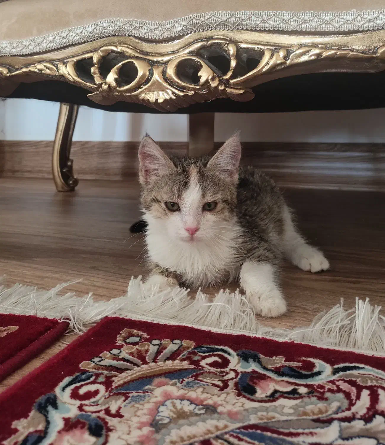 واگذاری گربه زیبا واروم سه ماهه جنسیت ماده|گربه|سقز, |دیوار