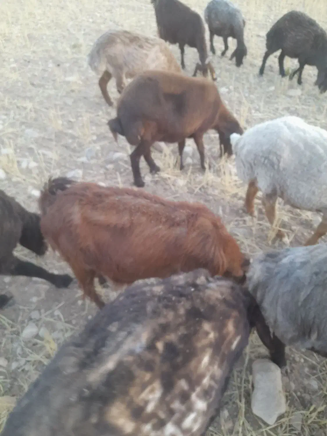 یگ گوسفند وسه بز|حیوانات مزرعه|بجنورد, |دیوار