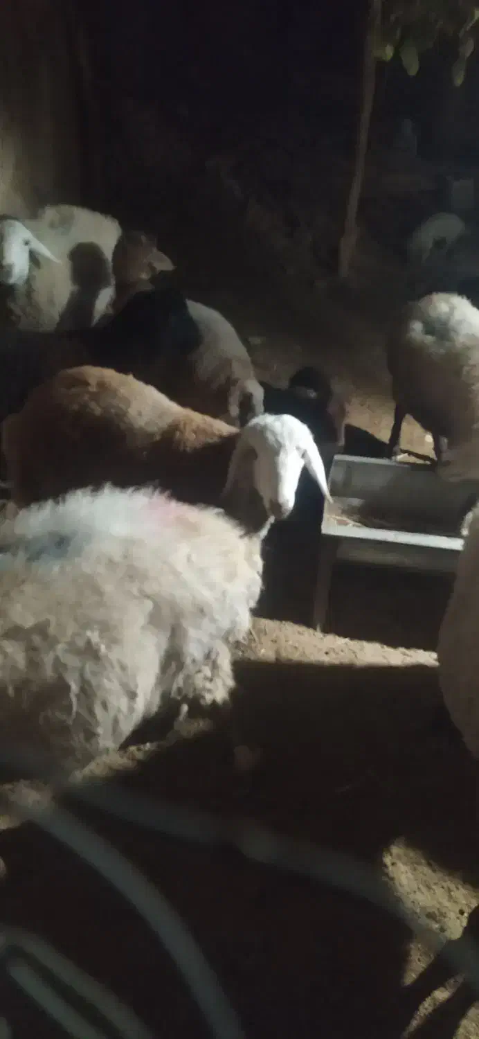 بره نر سنجابی|حیوانات مزرعه|جوین, |دیوار