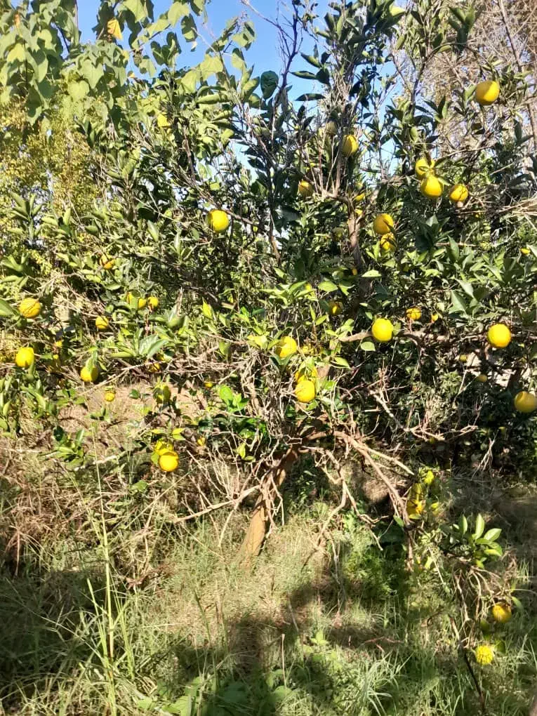 خرید و فروش پرتغال و مرکبات با قیمت مناسب|خدمات باغبانی و درختکاری|هادی شهر, |دیوار