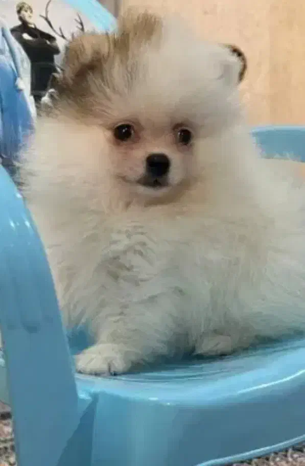 پامرانین|سگ|خوی, |دیوار