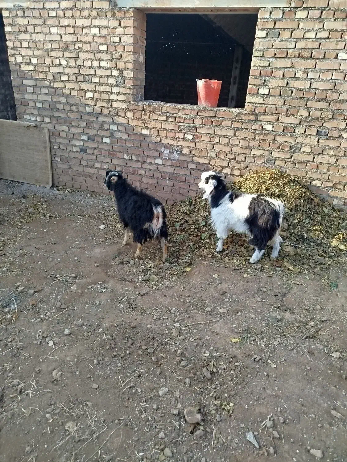 دو عدد بزغاله نر خوب|حیوانات مزرعه|سلماس, |دیوار