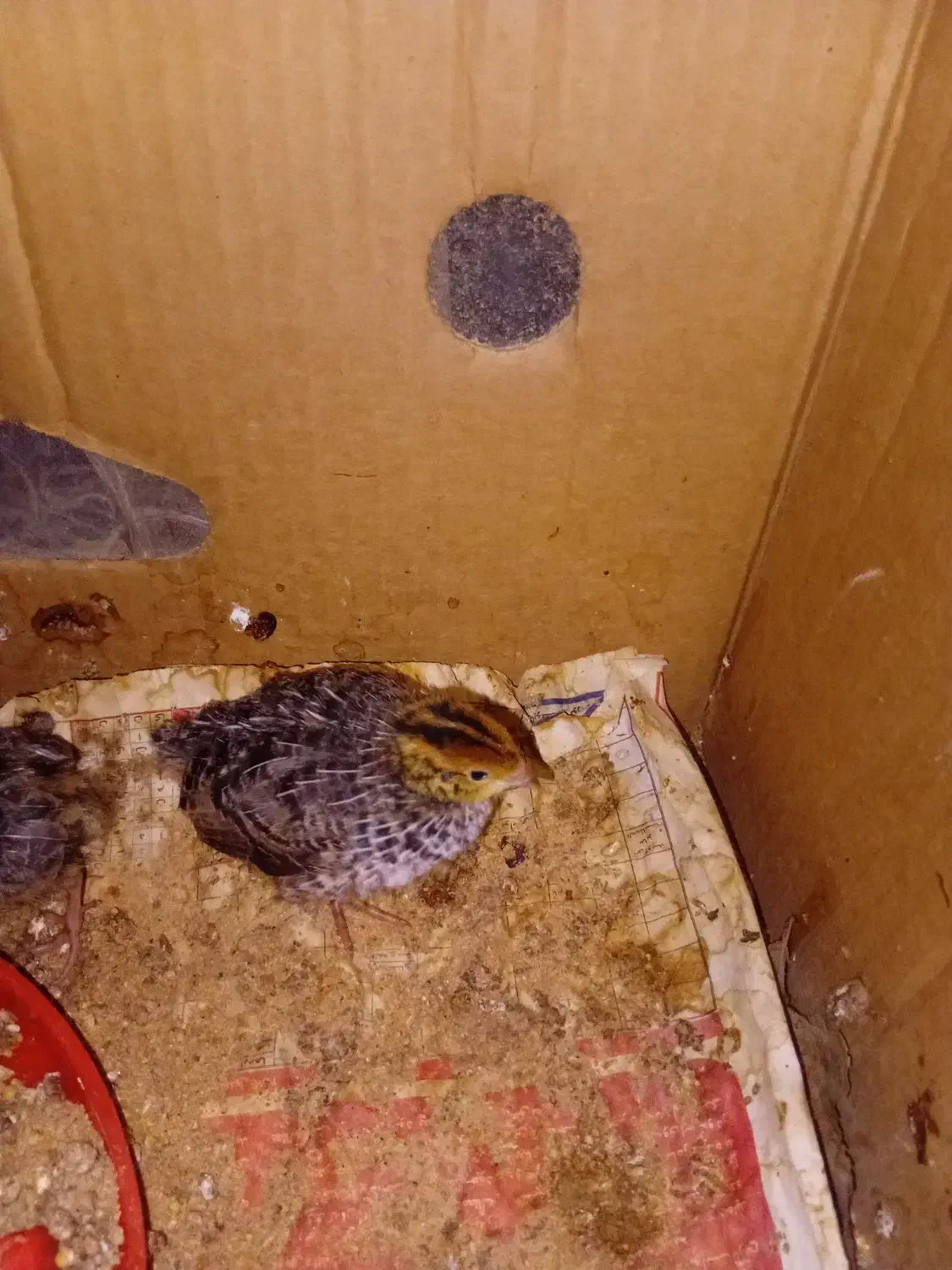 بلدرچین بزرگ و کوچک|حیوانات مزرعه|گلبهار, نوبهار|دیوار