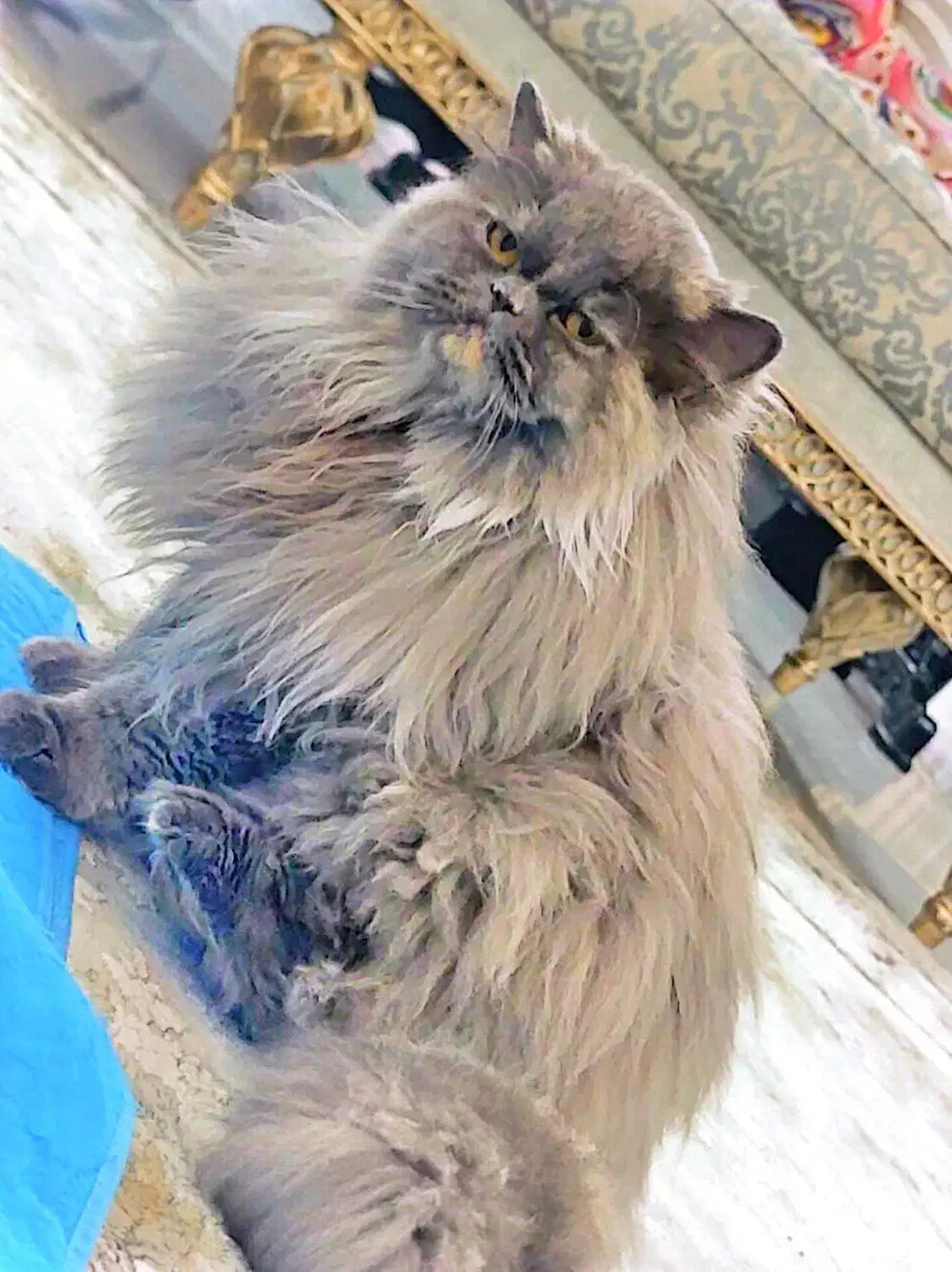 گربه پرشین اسکاتیش ماده|گربه|بندرعباس, |دیوار