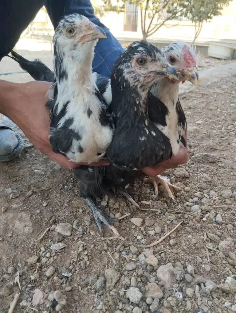 مرغ گلین و لری|حیوانات مزرعه|فولادشهر, A3|دیوار