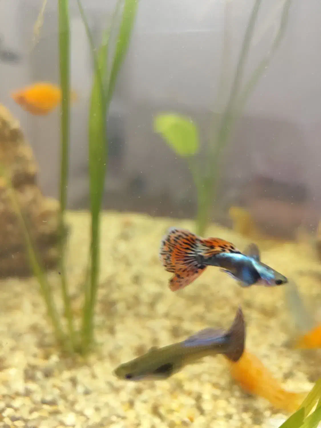 گوپی|ماهی|سیرجان, |دیوار