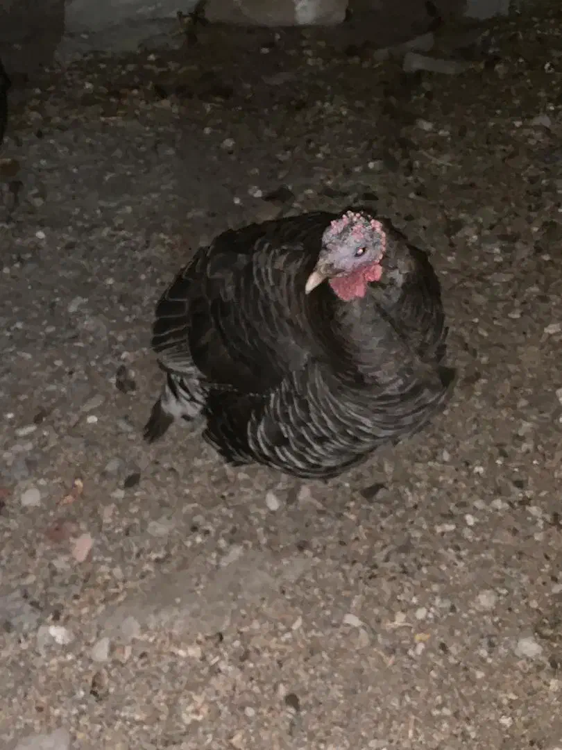 بوقلمون ماده فروشی|حیوانات مزرعه|چاه مرید, |دیوار