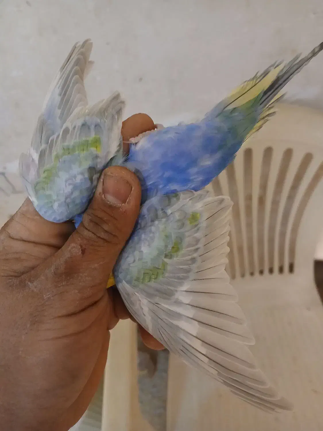 مرغ عشق رینبو درجه یک|پرنده|آبادان, |دیوار