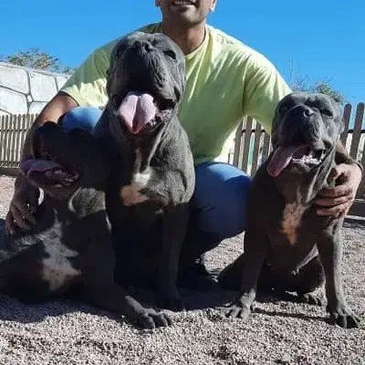 توله گارد سگ کنکورسو دو رنگ مشکی و بولو|سگ|تهران, باشگاه نفت|دیوار