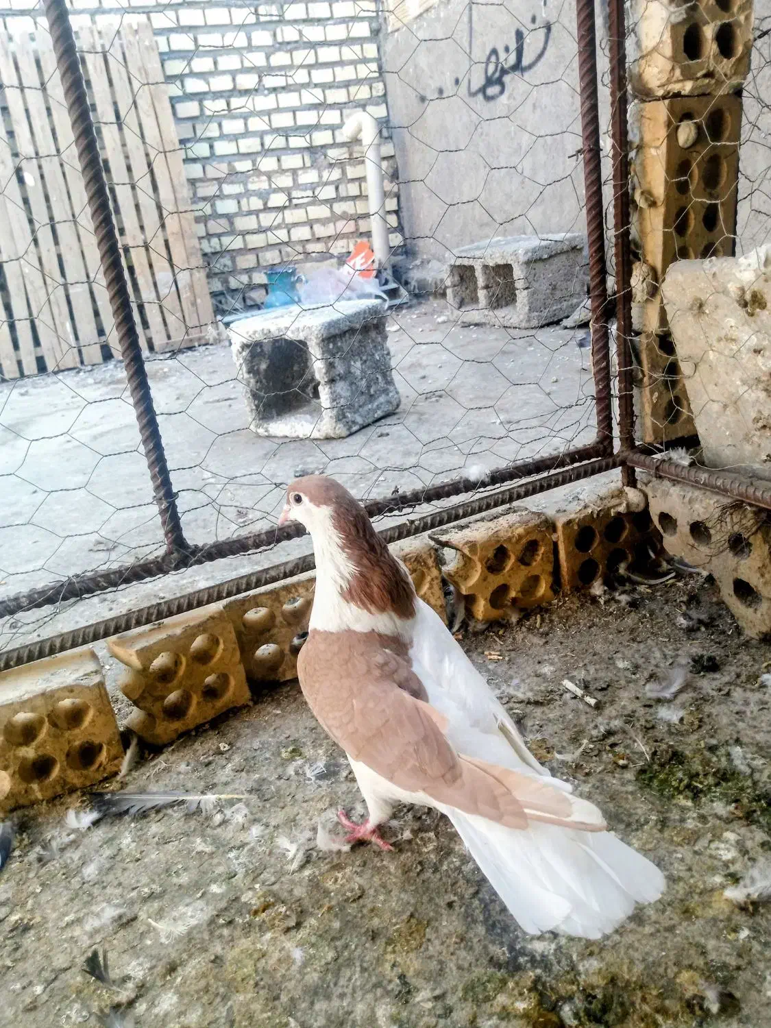 چپ زرد ماده|پرنده|شوشتر, |دیوار