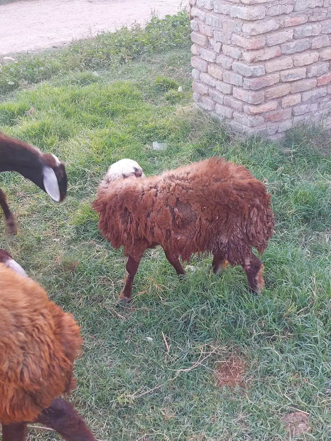 گوسفند بردار و گوسفند ابست توقلی وبره نر و بز|حیوانات مزرعه|آق قلا, |دیوار