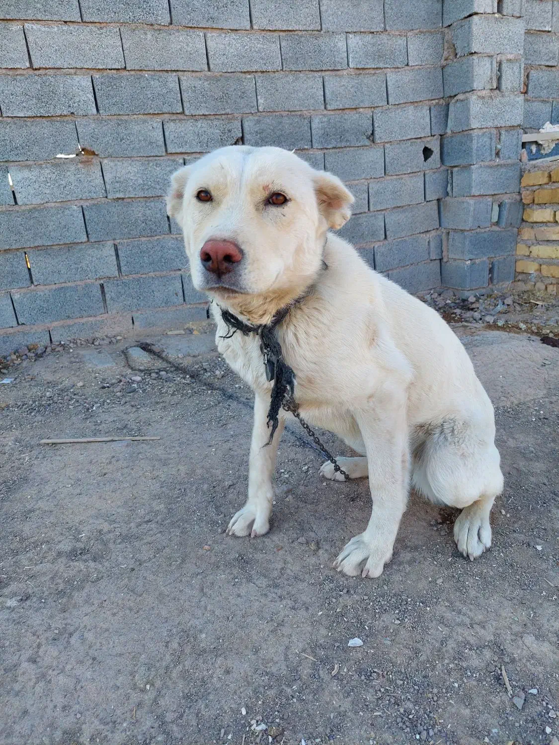 سگ سراب|سگ|قزوین, |دیوار