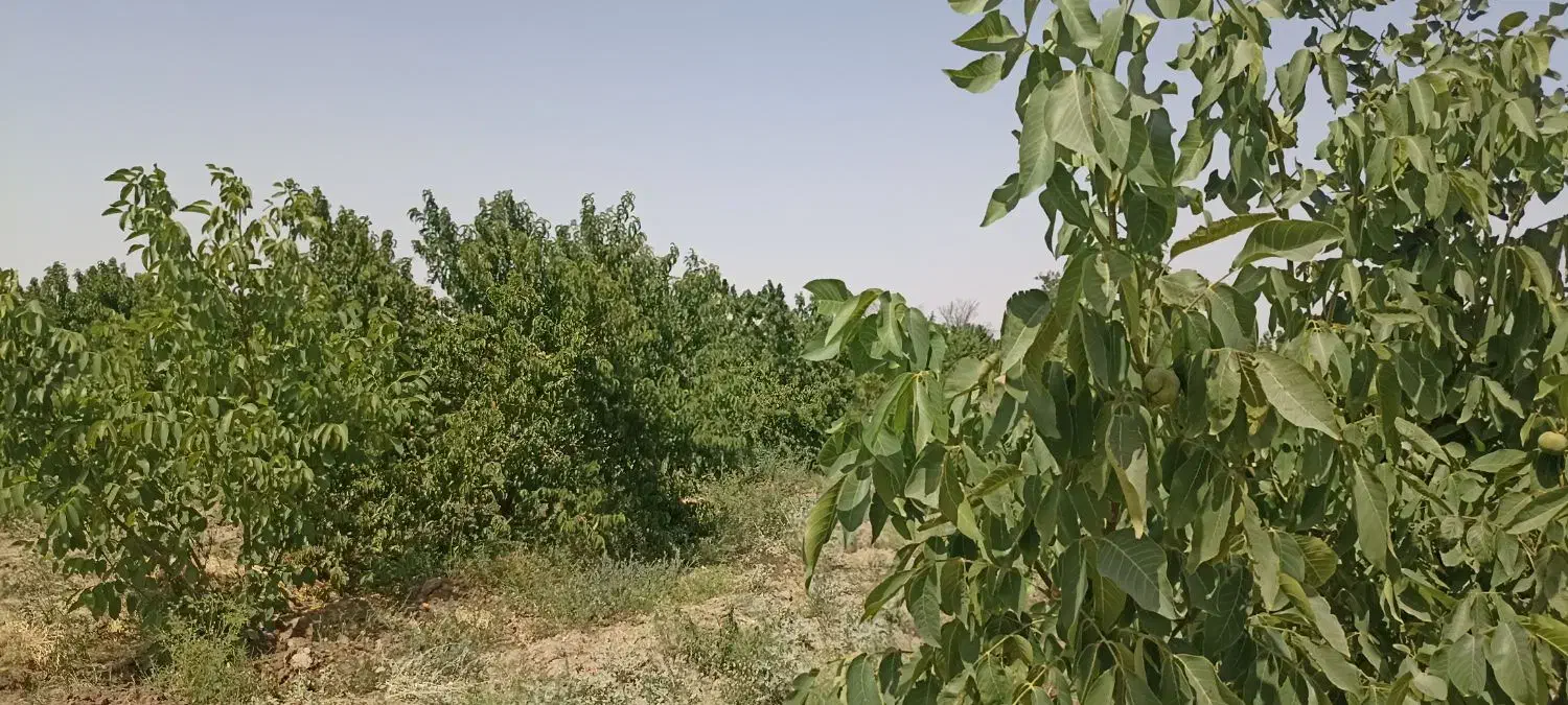 1000 متر باغ در فریمان|فروش دفتر صنعتی، کشاورزی، تجاری|فریمان, |دیوار