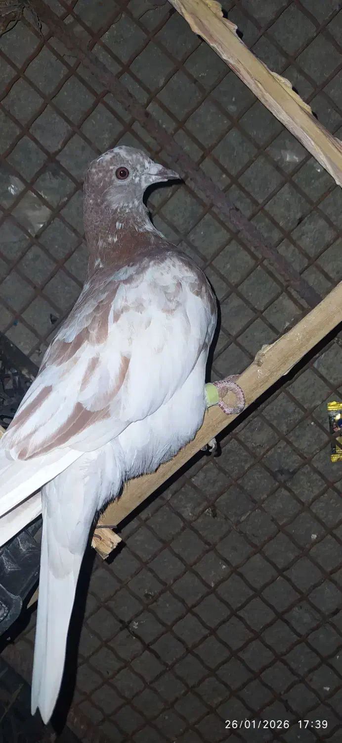 کبوتر فروشی|پرنده|سراوان, |دیوار