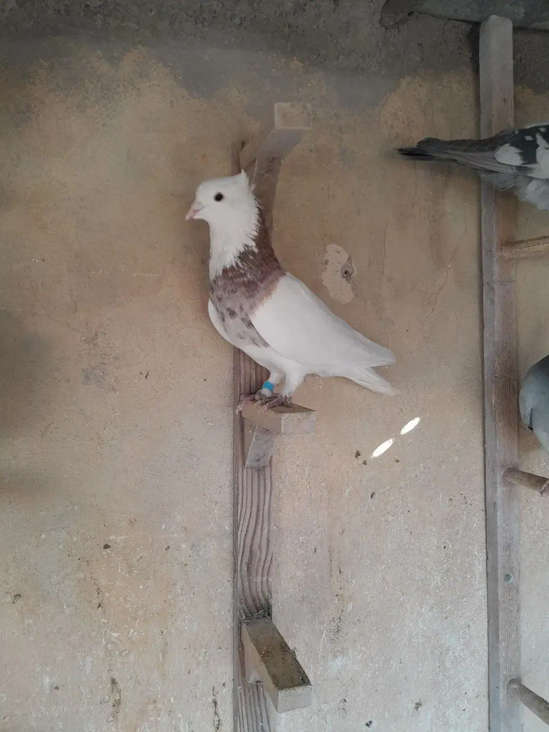 کبوتر بهبهانی|پرنده|کازرون, |دیوار