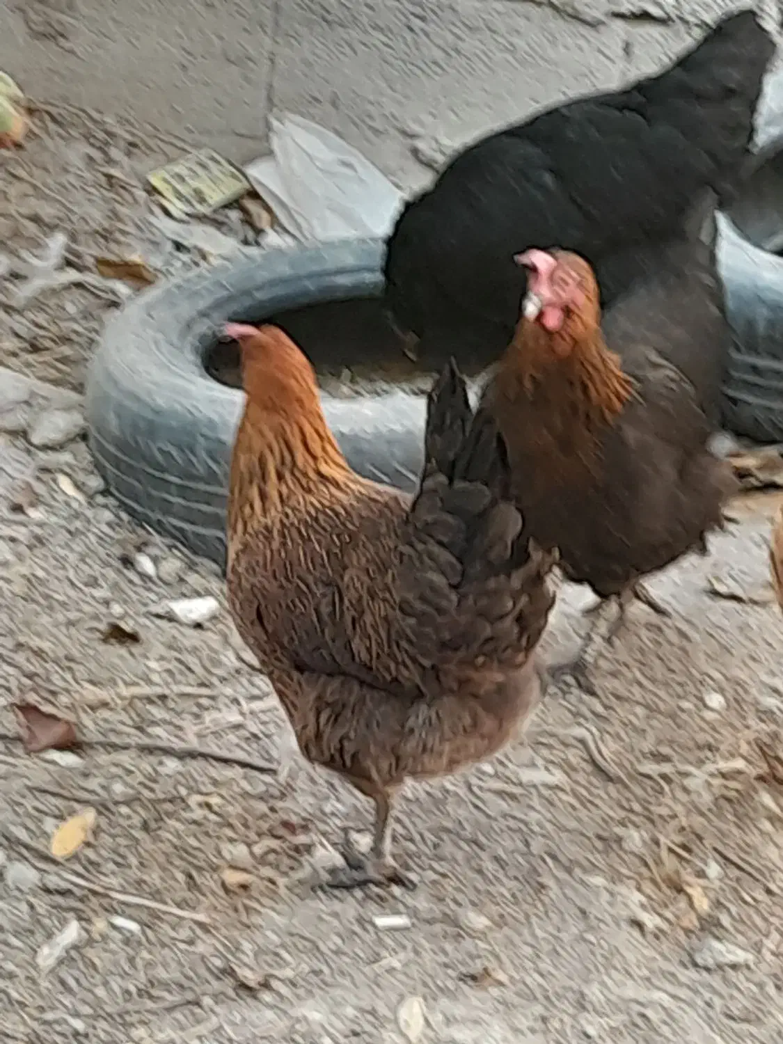 ۸عدد مرغ تخم گذار|حیوانات مزرعه|بستان آباد, |دیوار