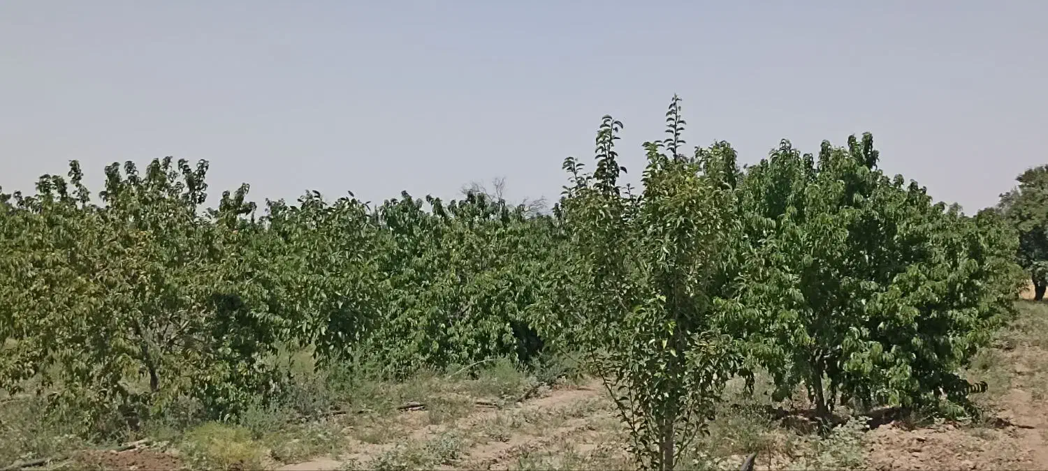 باسلام فروش باغ 3000 متربا90 دقیقه آب|فروش دفتر صنعتی، کشاورزی، تجاری|فریمان, |دیوار