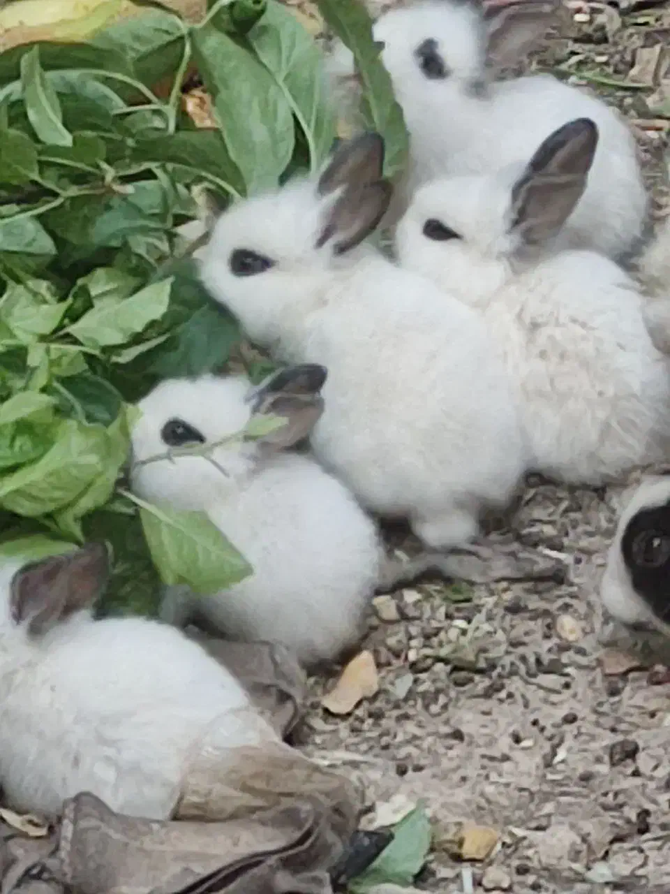 خرگوش|موش و خرگوش|شهرکرد, |دیوار