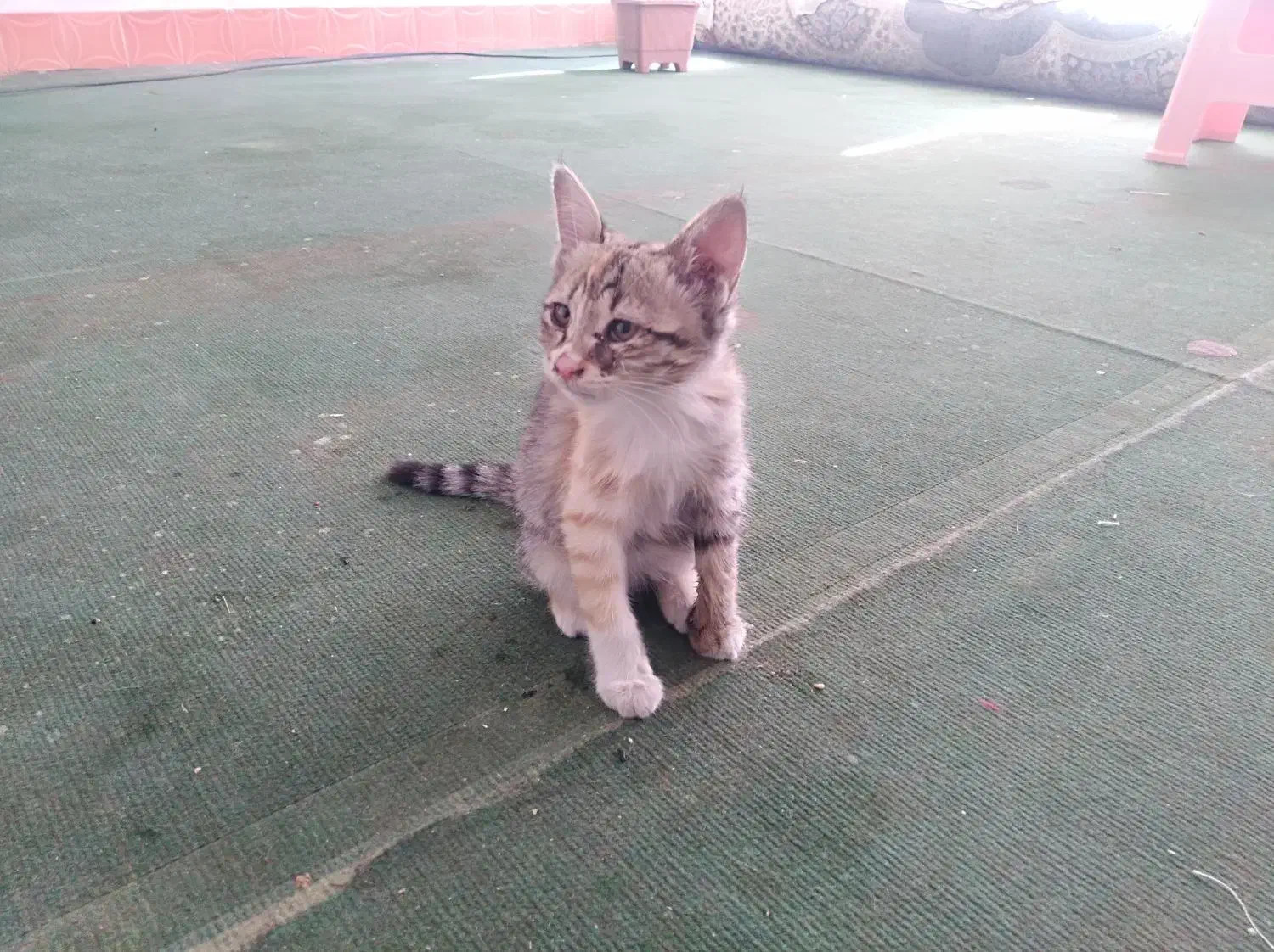 واگذاری رایگان بچه گربه 3ماهه|گربه|فسا, |دیوار