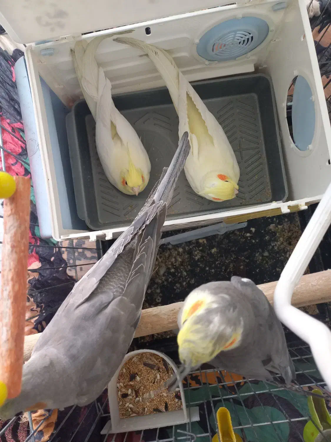 عروس هلندی|پرنده|قم, سید معصوم|دیوار