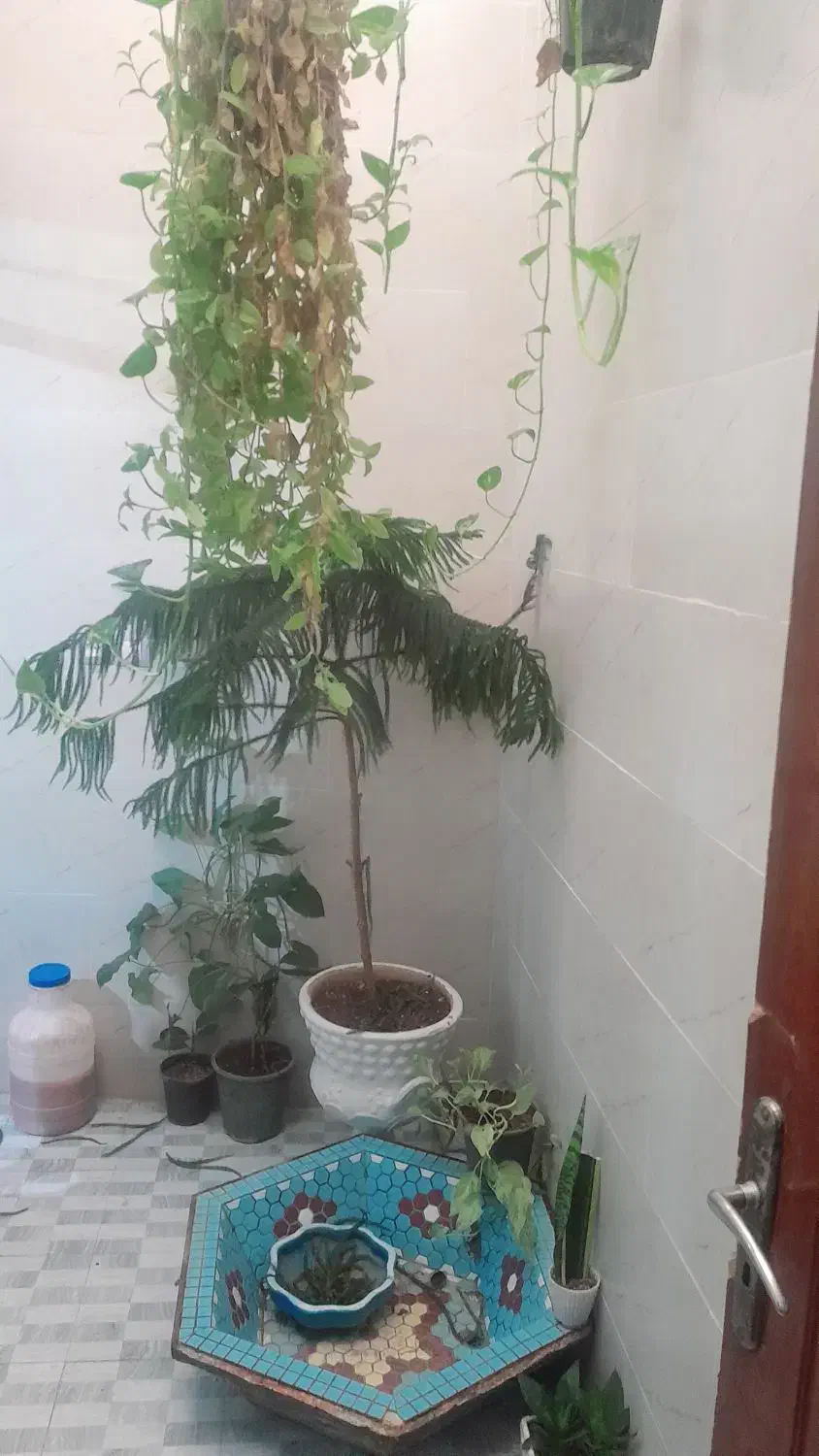 گل و گلدون|گل و گیاه طبیعی|مشهد, تلگرد|دیوار