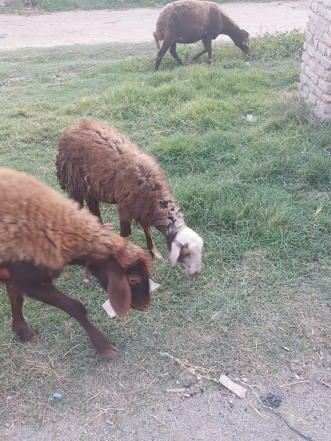 گوسفند بردار و گوسفند ابست توقلی وبره نر و بز|حیوانات مزرعه|آق قلا, |دیوار