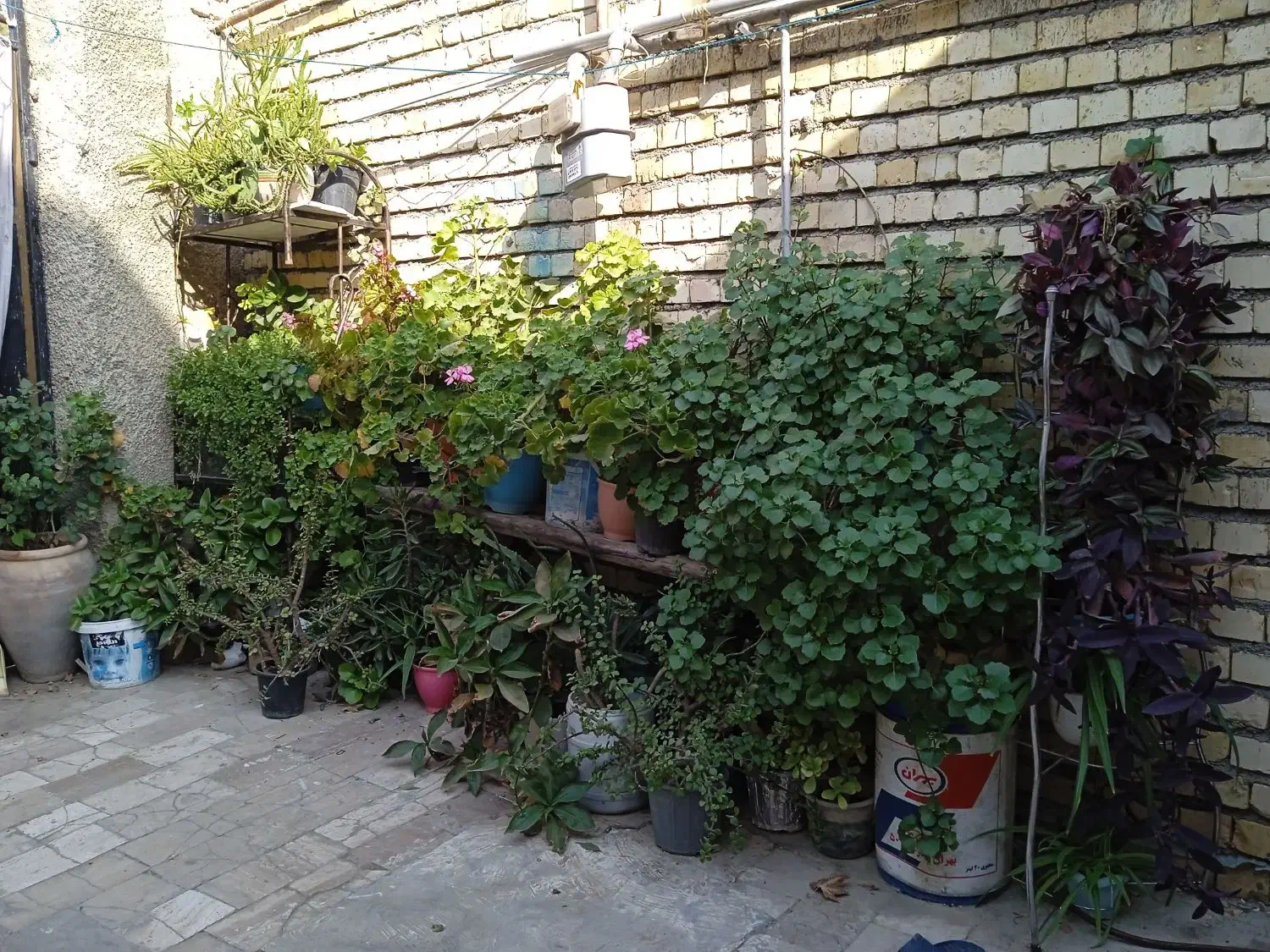 گل طبیعی فروشی|گل و گیاه طبیعی|چناران, |دیوار