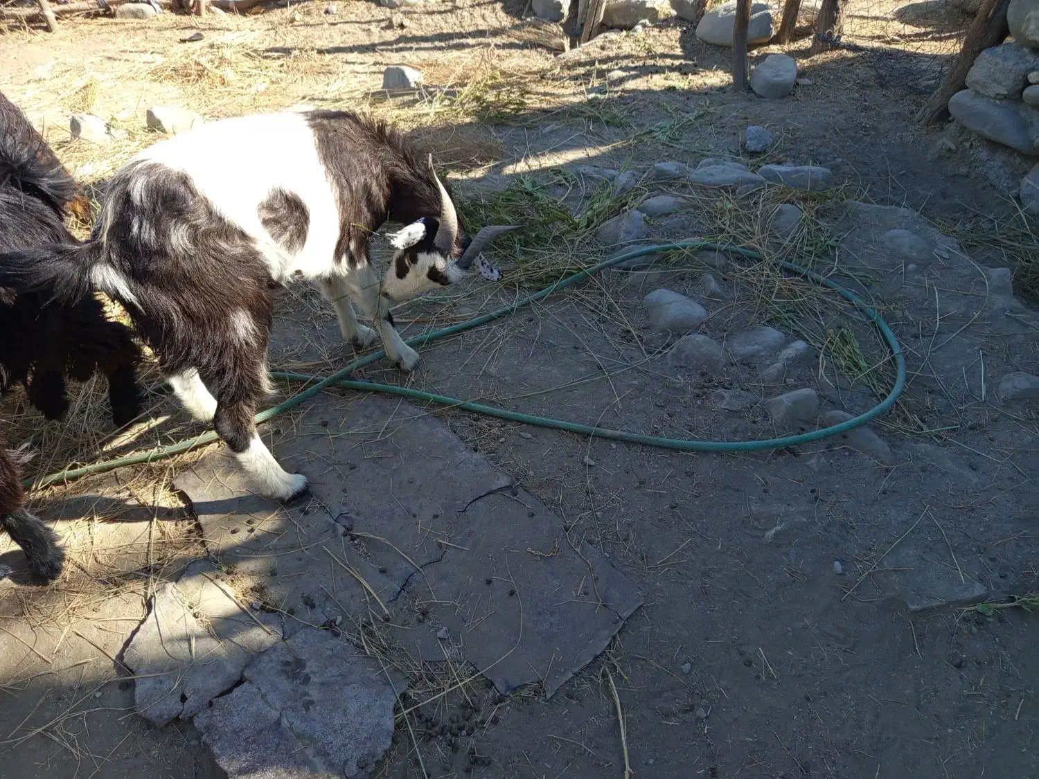 بز محلی جوان|حیوانات مزرعه|بشاگرد, |دیوار