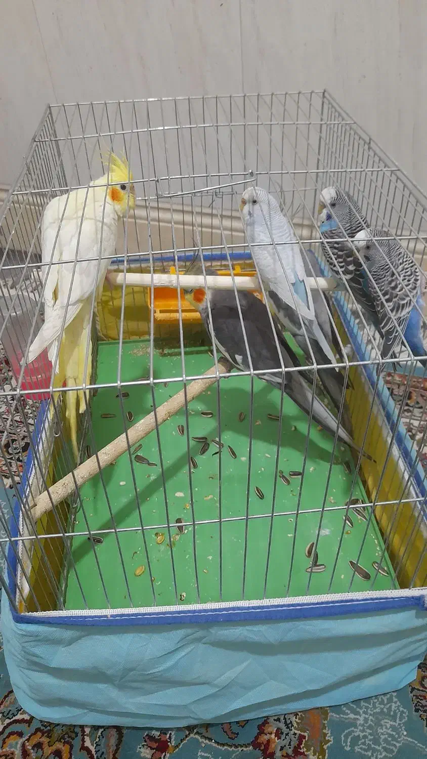 طوطی سینامون|پرنده|بهبهان, |دیوار