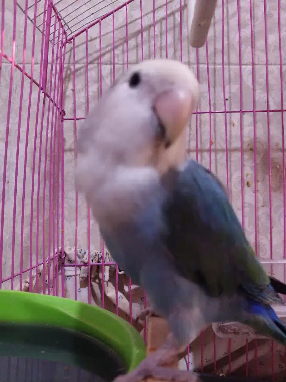 طوطی برزیلی نر|پرنده|دهلران, |دیوار