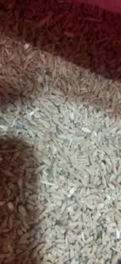 گندم بش دشمن زیاری|خوردنی و آشامیدنی|شیراز, گلشن|دیوار