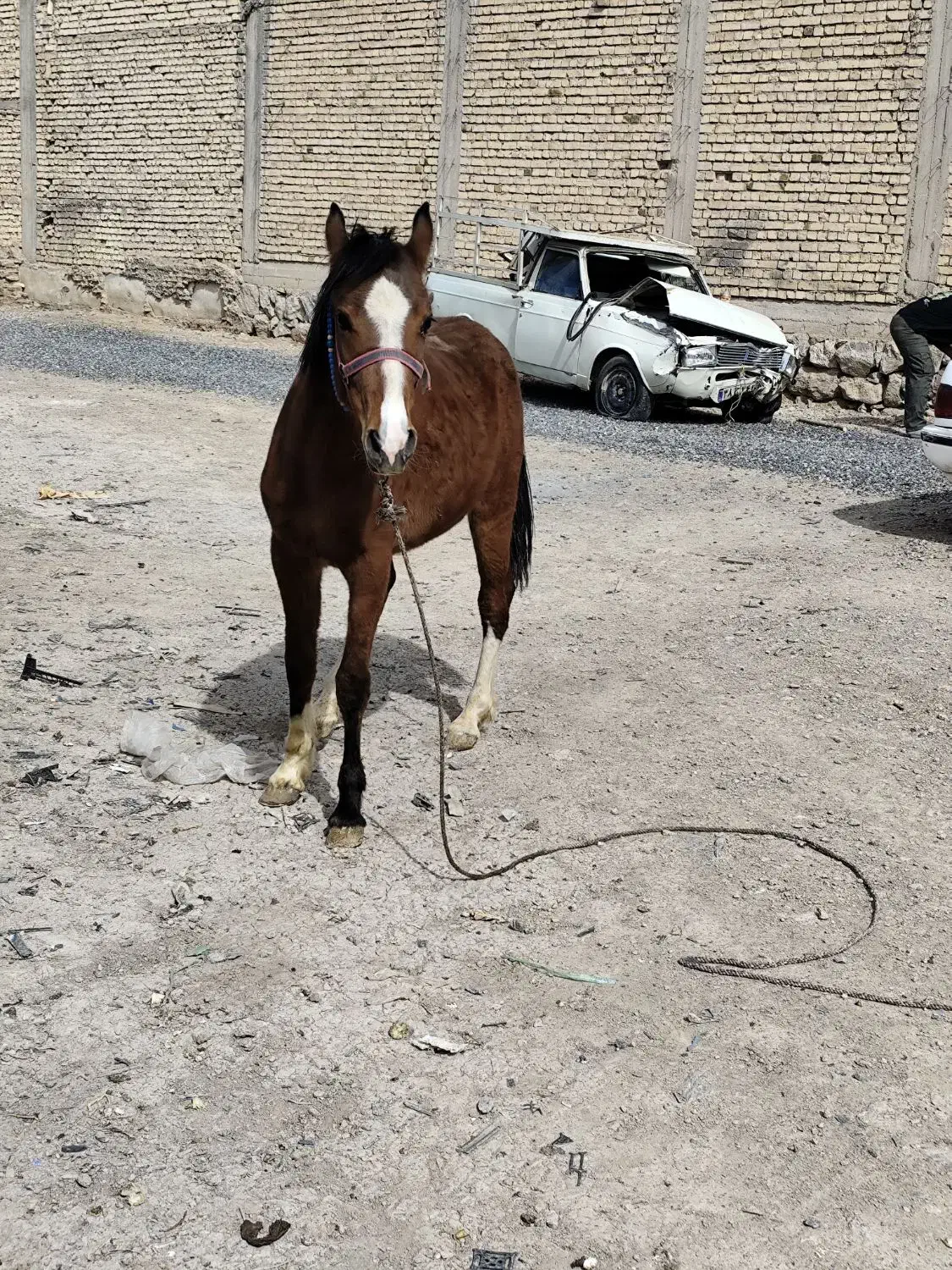 اسب|حیوانات مزرعه|شهرکرد, |دیوار