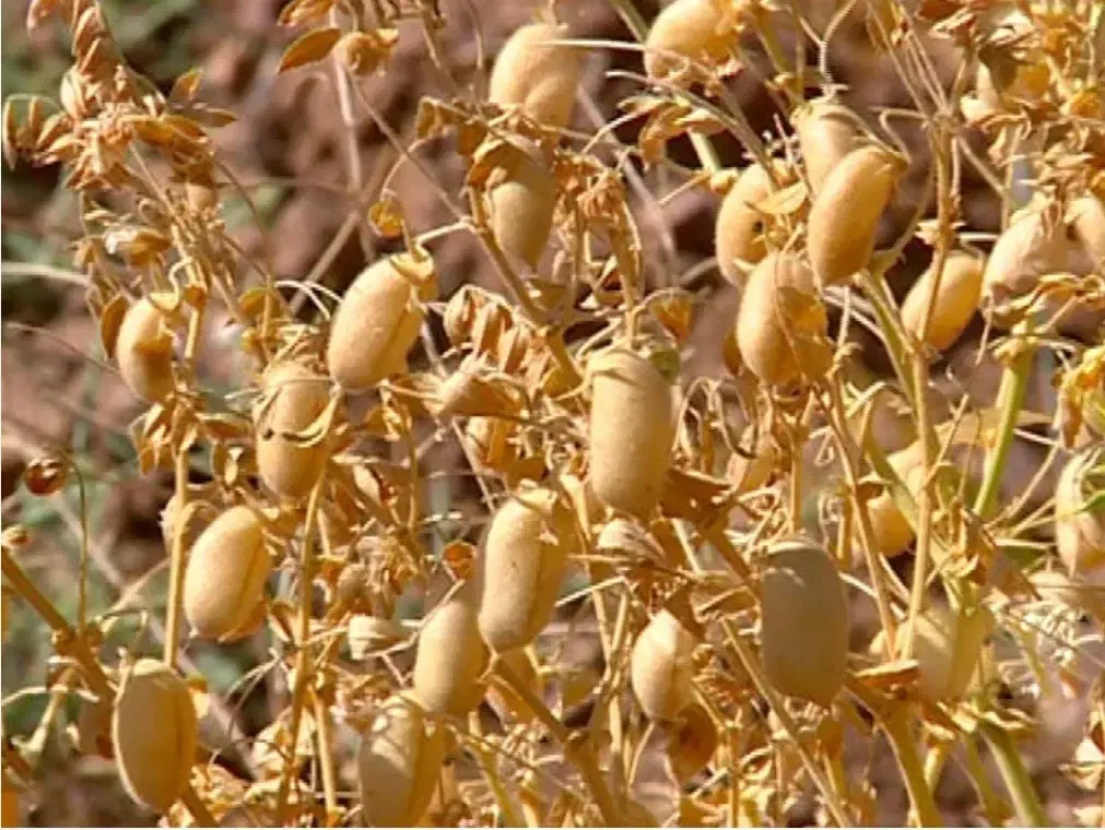 کشت نخود بهاره|خدمات باغبانی و درختکاری|مراغه, |دیوار