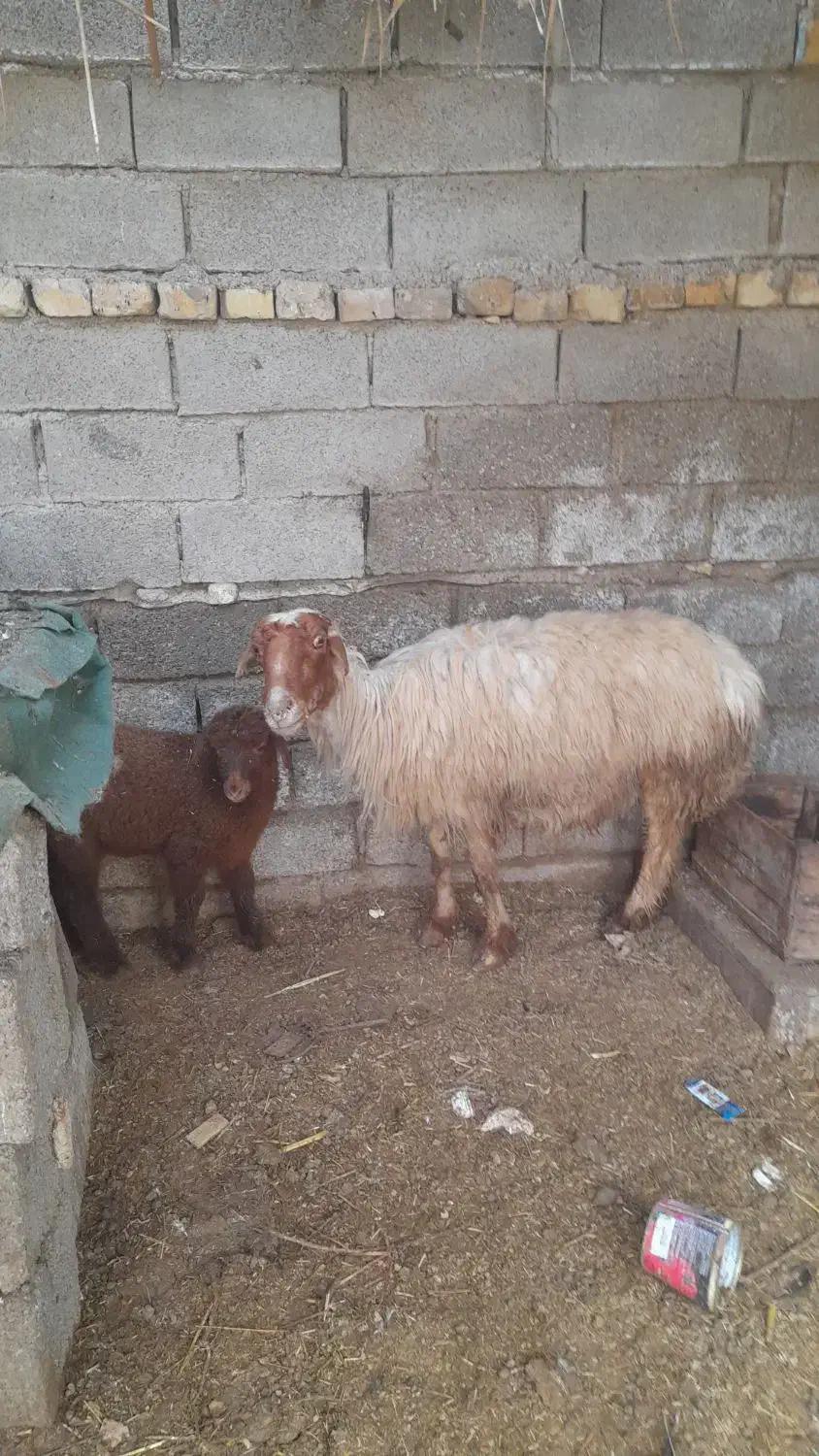 گوسفند مطفل نر|حیوانات مزرعه|آبادان, |دیوار