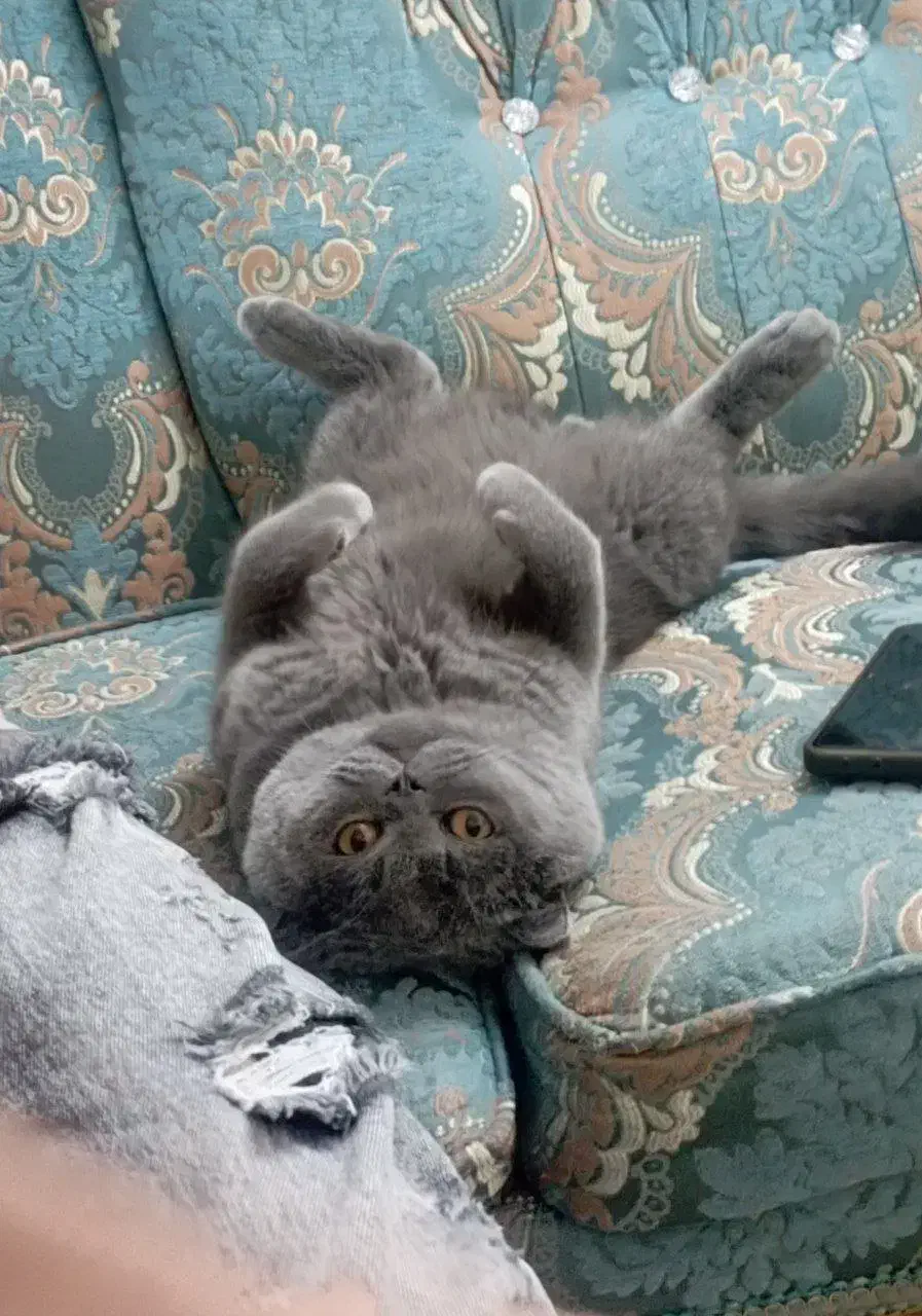 گربه اسکاتیش|گربه|قرچک, مهدیه|دیوار