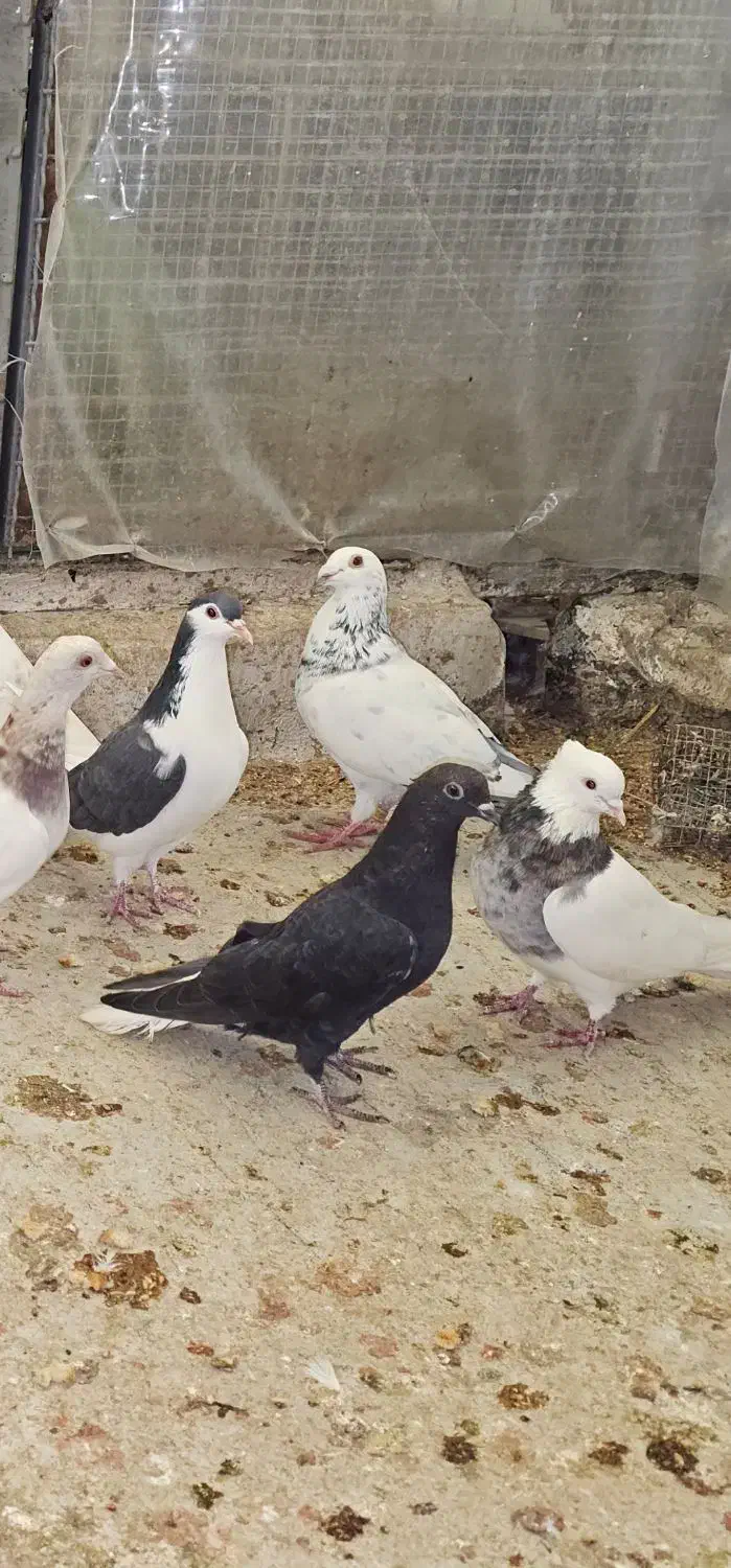 کبوتر  رنگی|پرنده|گنبد کاووس, |دیوار