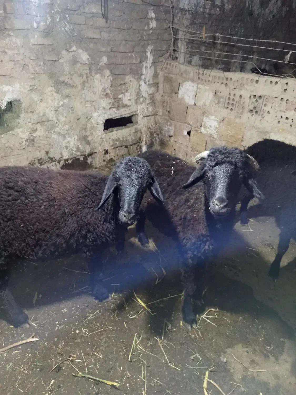 بره پرواری|حیوانات مزرعه|بهارستان, |دیوار