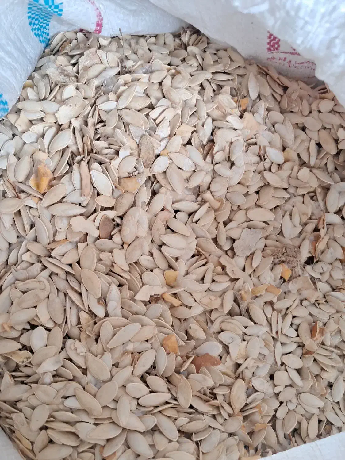 تخم کدو|خوردنی و آشامیدنی|خان ببین, |دیوار