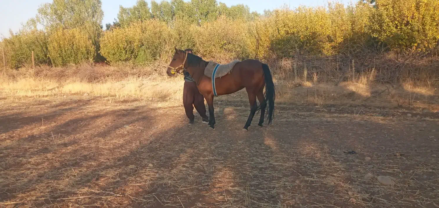 اسب مادیون جوان|اسب و تجهیزات اسبسواری|بروجرد, |دیوار