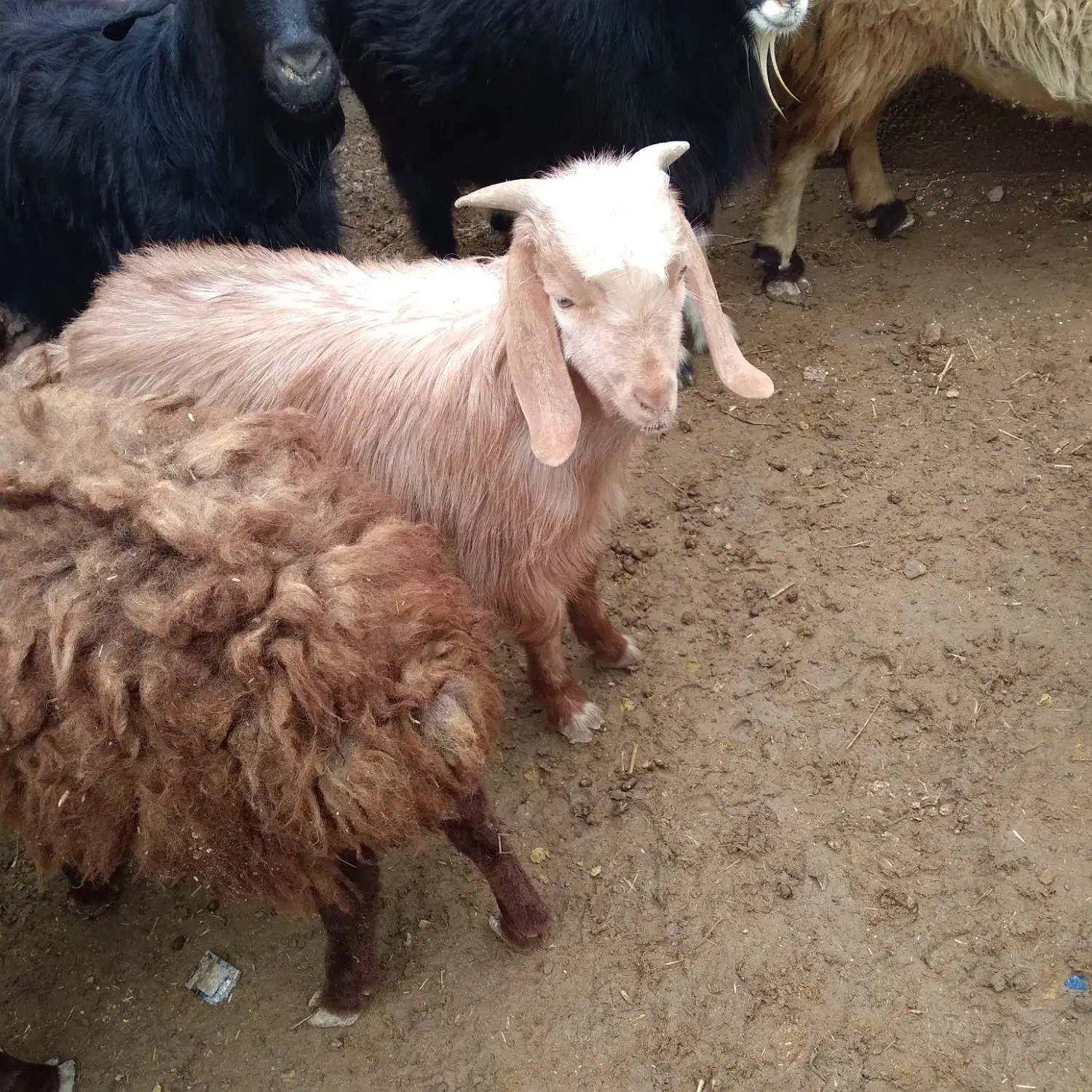 بزقالهنروماده|حیوانات مزرعه|قروه, |دیوار