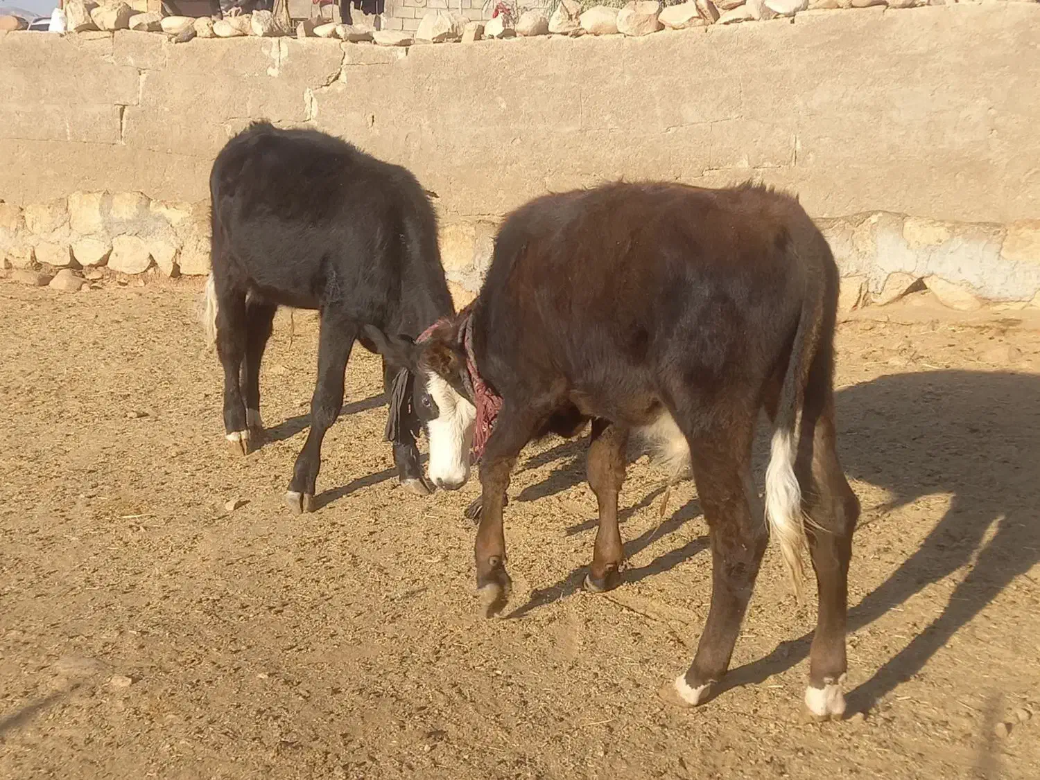 ۲ راس گوساله نر|حیوانات مزرعه|پلدختر, |دیوار