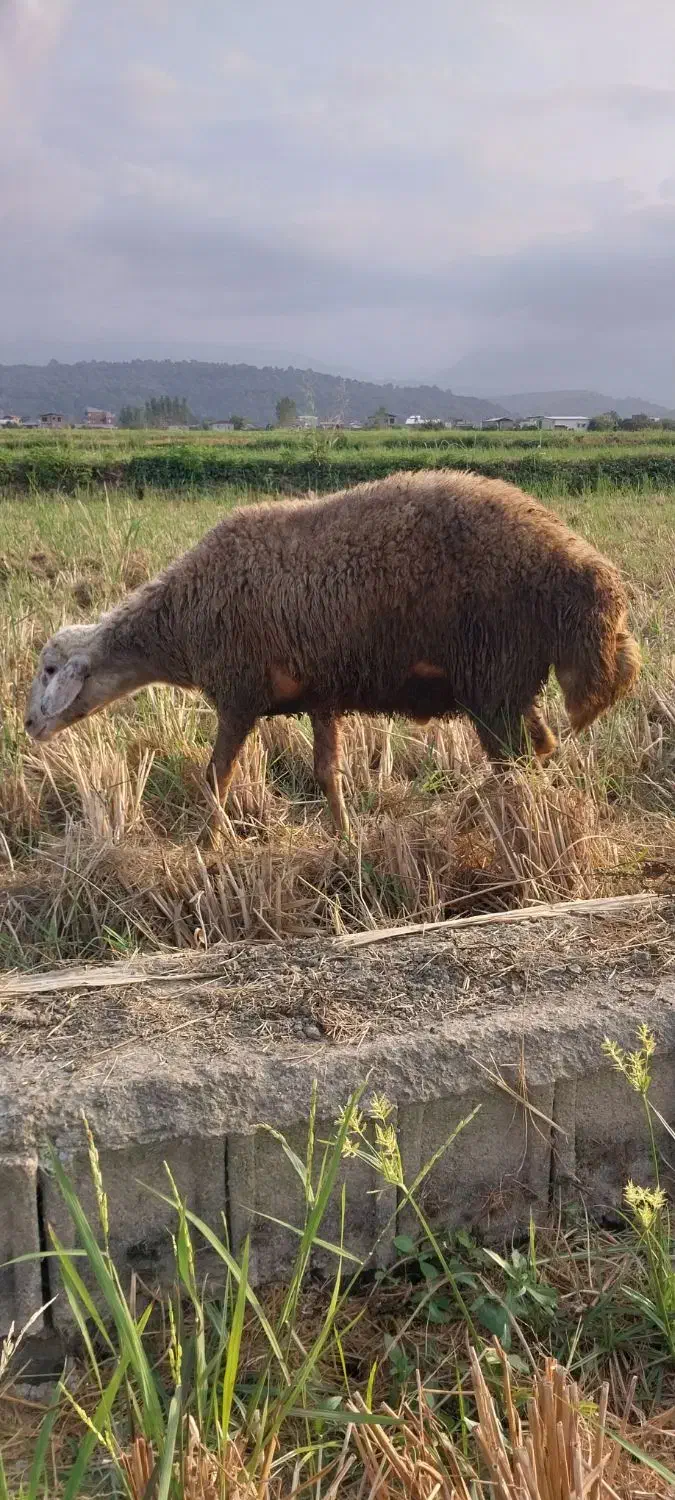 گوسفند|حیوانات مزرعه|چمستان, |دیوار