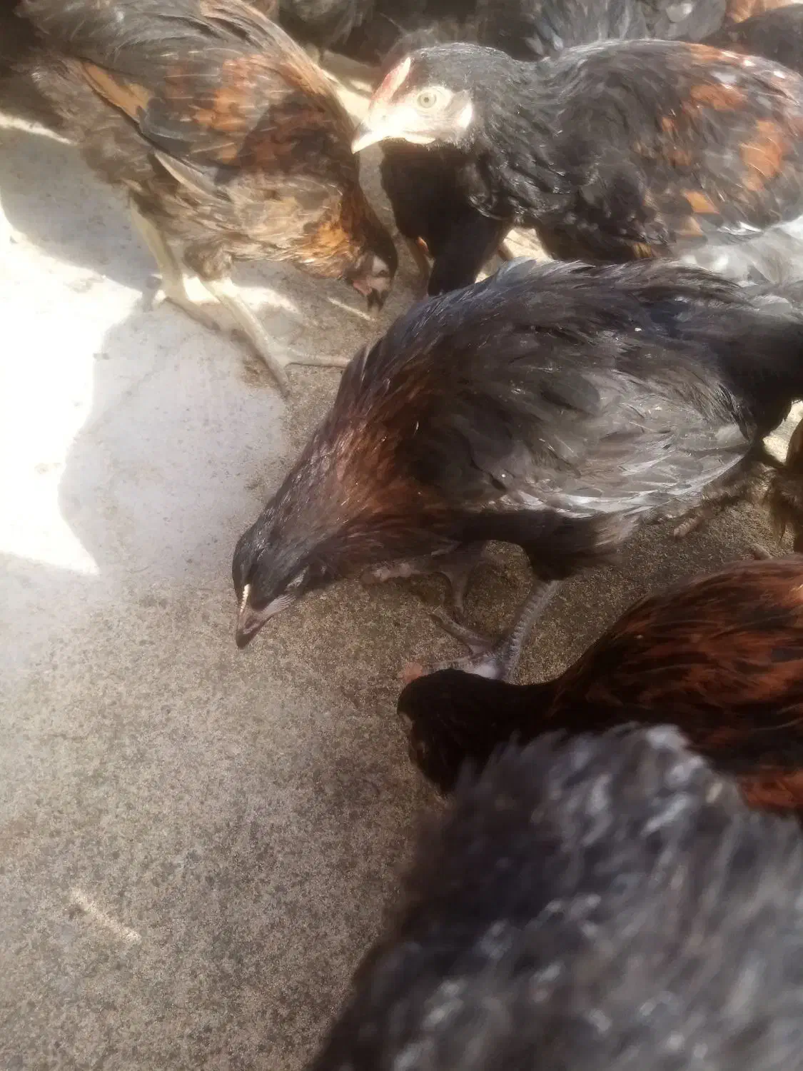 جوجه مرغ جهادی 83|حیوانات مزرعه|تربت‌حیدریه, پائین ولایت|دیوار