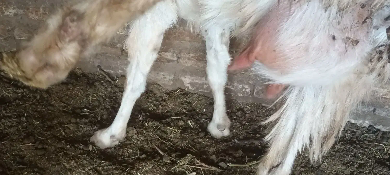 بز بزغاله میش|حیوانات مزرعه|تربتحیدریه, پائین ولایت|دیوار