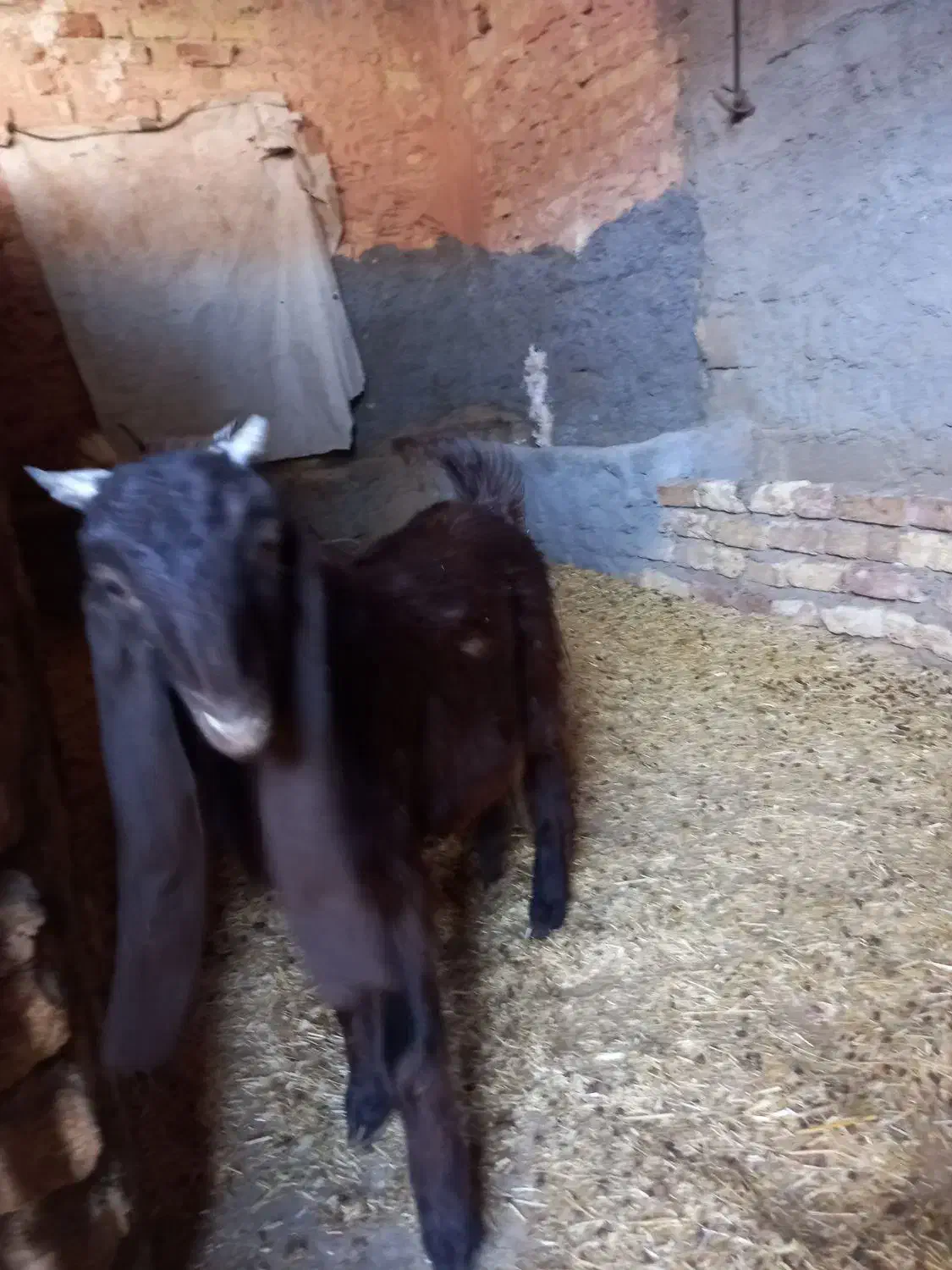 بزغاله داشتی|حیوانات مزرعه|قلعه شاهین, |دیوار