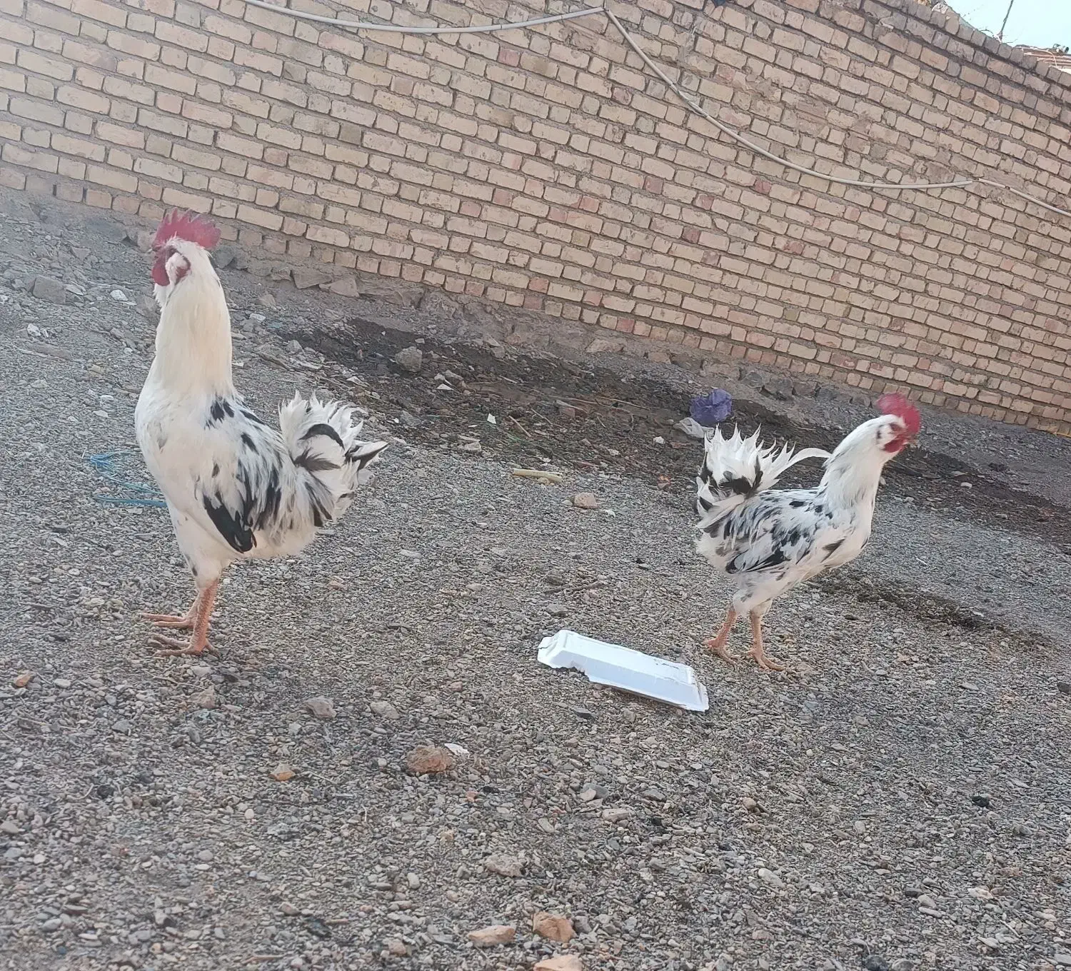 خروس گلین لری|حیوانات مزرعه|خوانسار, |دیوار