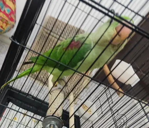 شاه طوطی 3ماهه گرینچیک راهب لوری|پرنده|قم, قم نو|دیوار